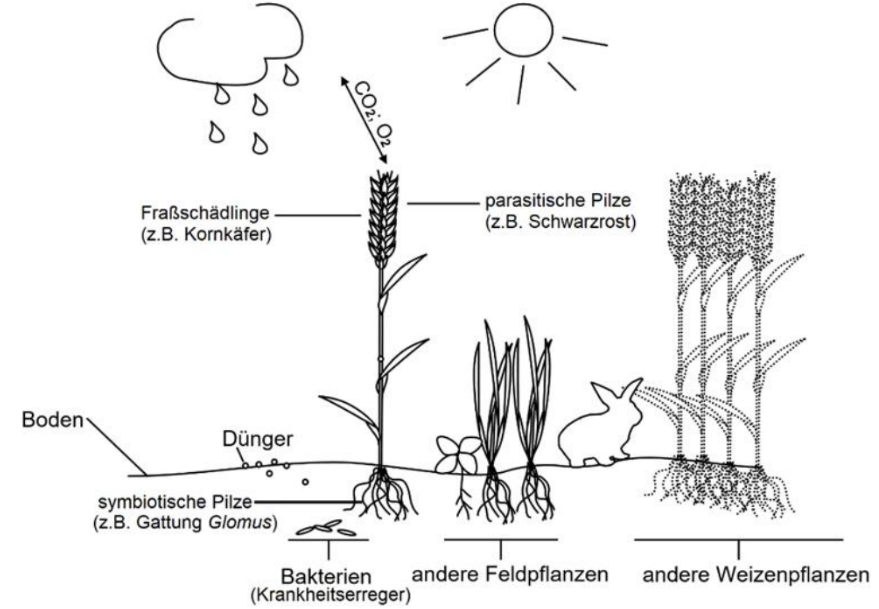Schematische Darstellung: Weizenpflanze mit Wurzeln, Pilzen, Bakterien, Dünger, Sonne, Regen.